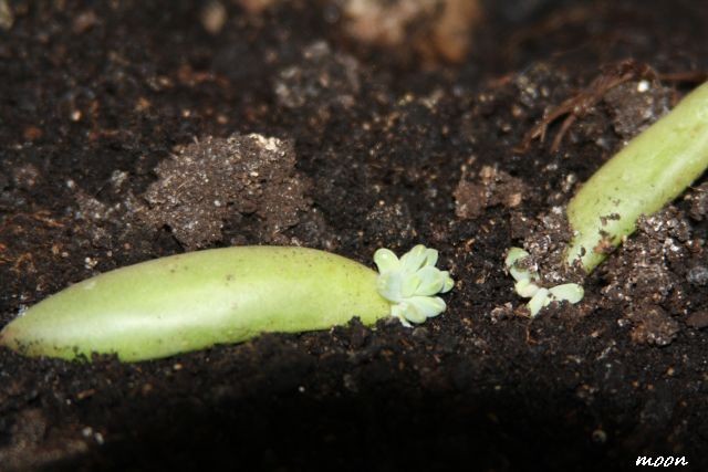 escheveria